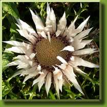 silberdistel