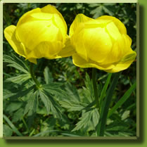 trollblume