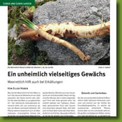 Meerrettich - Ein unheimlich vielseitiges Gewächs - Artikel im Magazin Schöner Bayerischer Wald 11/2017